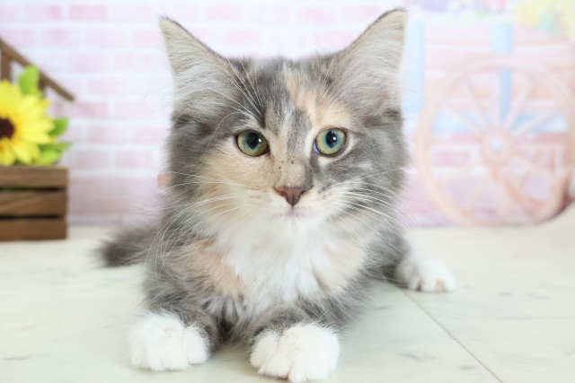 鹿児島県のノルウェージャンフォレストキャット (Coo&RIKU鹿児島店/2025年12月18日生まれ/女の子/ブルーパッチドタビーホワイト)の子猫の1枚目の画像