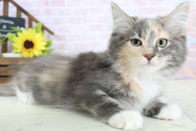 鹿児島県のノルウェージャンフォレストキャット (Coo&RIKU鹿児島店/2025年12月18日生まれ/女の子/ブルーパッチドタビーホワイト)の子猫の2枚目の画像