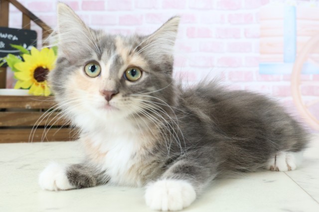 鹿児島県のノルウェージャンフォレストキャット (Coo&RIKU鹿児島店/2025年12月18日生まれ/女の子/ブルーパッチドタビーホワイト)の子猫の3枚目の画像