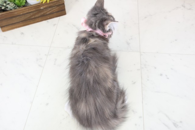 鹿児島県のノルウェージャンフォレストキャット (Coo&RIKU鹿児島店/2025年12月18日生まれ/女の子/ブルーパッチドタビーホワイト)の子猫の4枚目の画像