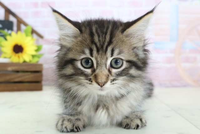 福岡県のサイベリアン (Coo&RIKU小倉店/2026年1月19日生まれ/女の子/ブラウンタビー)の子猫の1枚目の画像