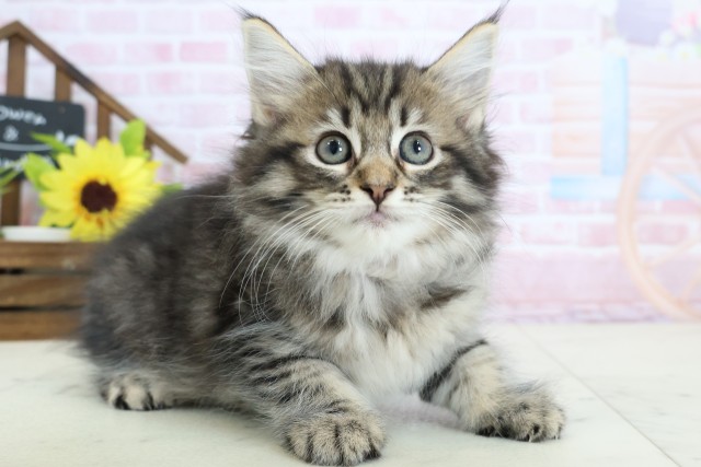 福岡県のサイベリアン (Coo&RIKU小倉店/2026年1月19日生まれ/女の子/ブラウンタビー)の子猫の2枚目の画像