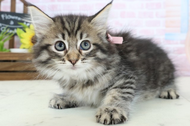 福岡県のサイベリアン (Coo&RIKU小倉店/2026年1月19日生まれ/女の子/ブラウンタビー)の子猫の3枚目の画像