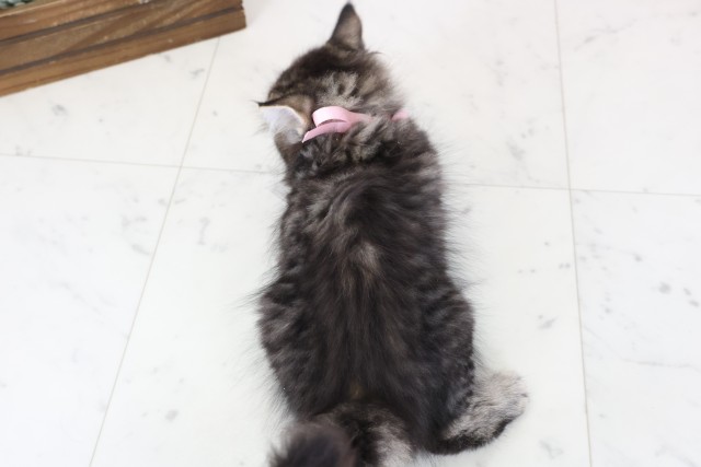 福岡県のサイベリアン (Coo&RIKU小倉店/2026年1月19日生まれ/女の子/ブラウンタビー)の子猫の4枚目の画像