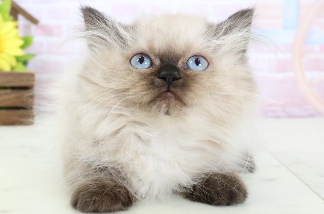 佐賀県のヒマラヤン (Coo&RIKU佐賀神埼店/2025年12月13日生まれ/女の子/シールポイント)の子猫の1枚目の画像