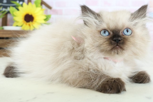 佐賀県のヒマラヤン (Coo&RIKU佐賀神埼店/2025年12月13日生まれ/女の子/シールポイント)の子猫の2枚目の画像