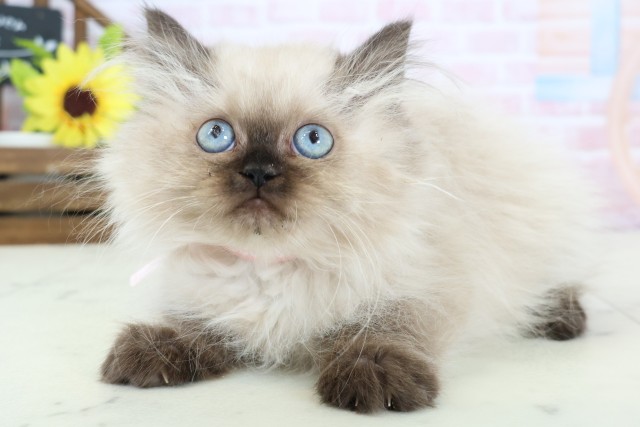 佐賀県のヒマラヤン (Coo&RIKU佐賀神埼店/2025年12月13日生まれ/女の子/シールポイント)の子猫の3枚目の画像