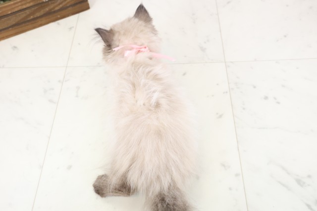 佐賀県のヒマラヤン (Coo&RIKU佐賀神埼店/2025年12月13日生まれ/女の子/シールポイント)の子猫の4枚目の画像