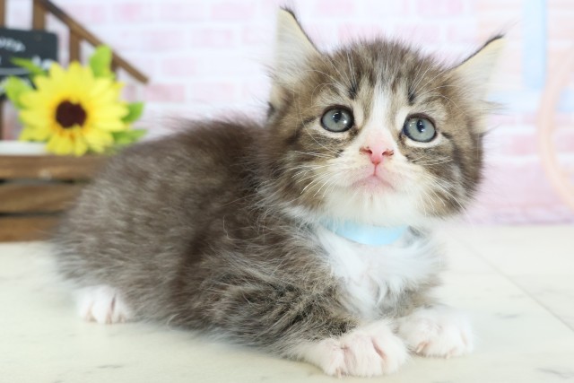三重県のサイベリアン (Coo&RIKU津高茶屋店/2026年1月24日生まれ/男の子/ブラウンタビーホワイト)の子猫の2枚目の画像