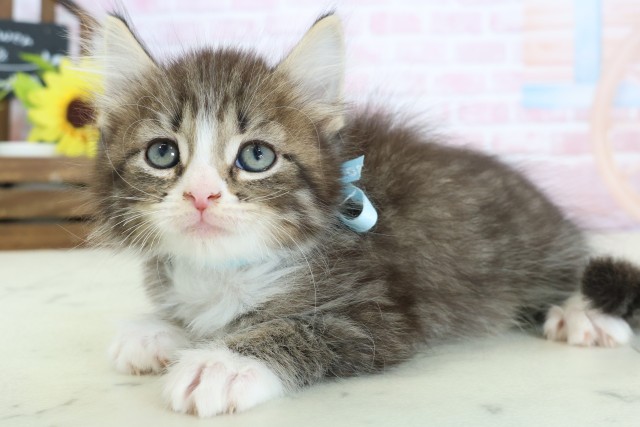 三重県のサイベリアン (Coo&RIKU津高茶屋店/2026年1月24日生まれ/男の子/ブラウンタビーホワイト)の子猫の3枚目の画像