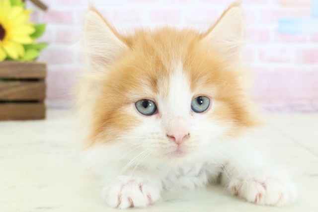 福岡県のサイベリアン (Coo&RIKUゆめタウン飯塚店/2026年1月24日生まれ/男の子/レッドタビーホワイト)の子猫の1枚目の画像