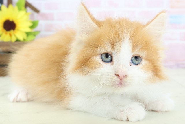 福岡県のサイベリアン (Coo&RIKUゆめタウン飯塚店/2026年1月24日生まれ/男の子/レッドタビーホワイト)の子猫の2枚目の画像