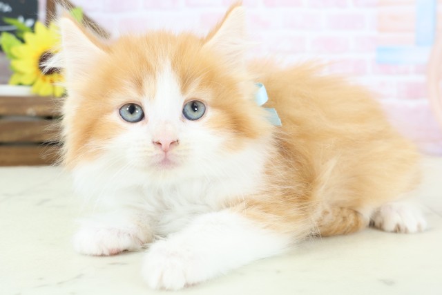 福岡県のサイベリアン (Coo&RIKUゆめタウン飯塚店/2026年1月24日生まれ/男の子/レッドタビーホワイト)の子猫の3枚目の画像