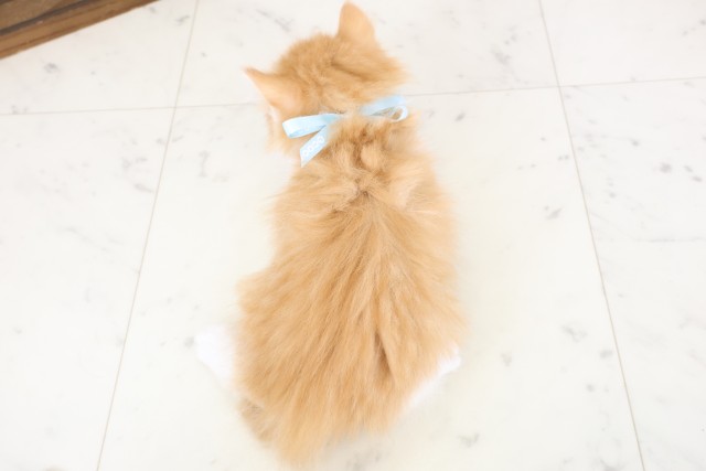 福岡県のサイベリアン (Coo&RIKUゆめタウン飯塚店/2026年1月24日生まれ/男の子/レッドタビーホワイト)の子猫の4枚目の画像