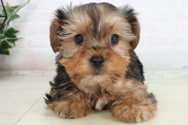 長崎県のヨークシャーテリア (Coo&RIKU大村店/2026年1月23日生まれ/女の子/スチールブルータン)の子犬の1枚目の画像