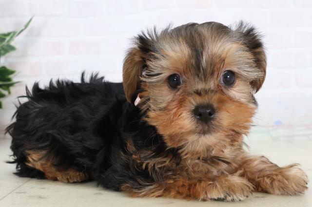 長崎県のヨークシャーテリア (Coo&RIKU大村店/2026年1月23日生まれ/女の子/スチールブルータン)の子犬の2枚目の画像