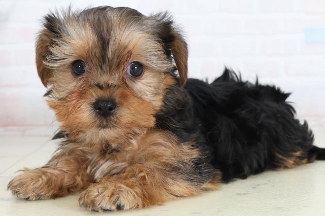 長崎県のヨークシャーテリア (Coo&RIKU大村店/2026年1月23日生まれ/女の子/スチールブルータン)の子犬の3枚目の画像