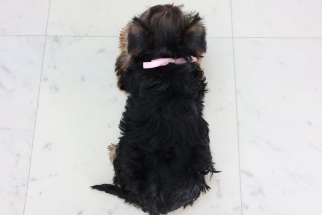長崎県のヨークシャーテリア (Coo&RIKU大村店/2026年1月23日生まれ/女の子/スチールブルータン)の子犬の4枚目の画像