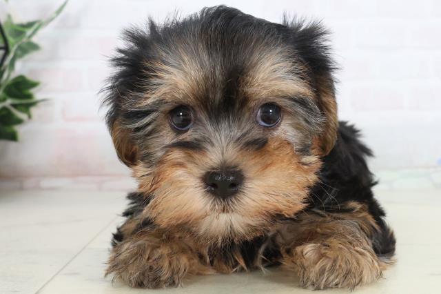 ヨークシャーテリア