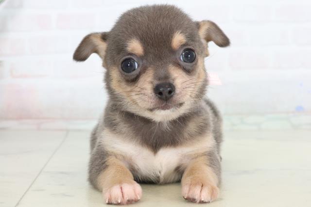 佐賀県のチワワ(スムース) (Coo&RIKU佐賀神埼店/2026年1月24日生まれ/女の子/ブルータンホワイト)の子犬の1枚目の画像