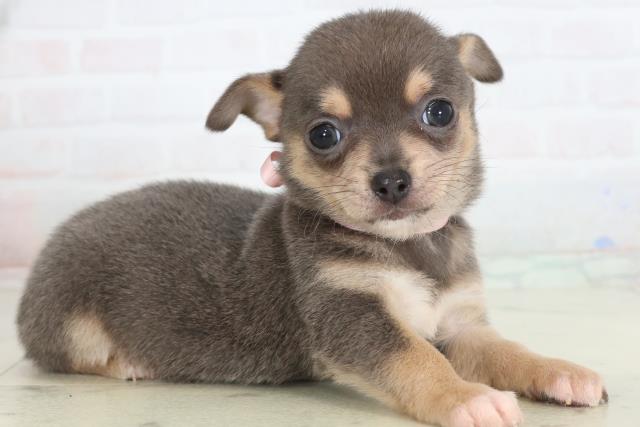 佐賀県のチワワ(スムース) (Coo&RIKU佐賀神埼店/2026年1月24日生まれ/女の子/ブルータンホワイト)の子犬の2枚目の画像