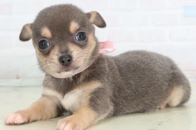 佐賀県のチワワ(スムース) (Coo&RIKU佐賀神埼店/2026年1月24日生まれ/女の子/ブルータンホワイト)の子犬の3枚目の画像