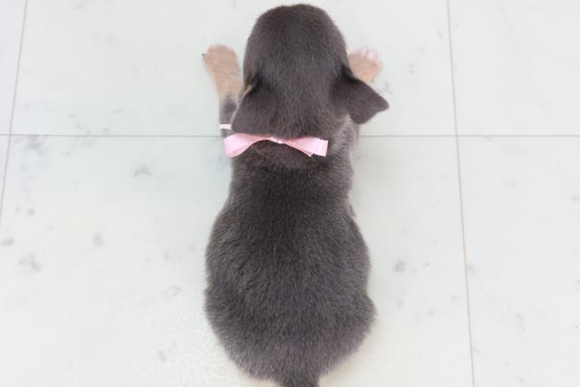 佐賀県のチワワ(スムース) (Coo&RIKU佐賀神埼店/2026年1月24日生まれ/女の子/ブルータンホワイト)の子犬の4枚目の画像