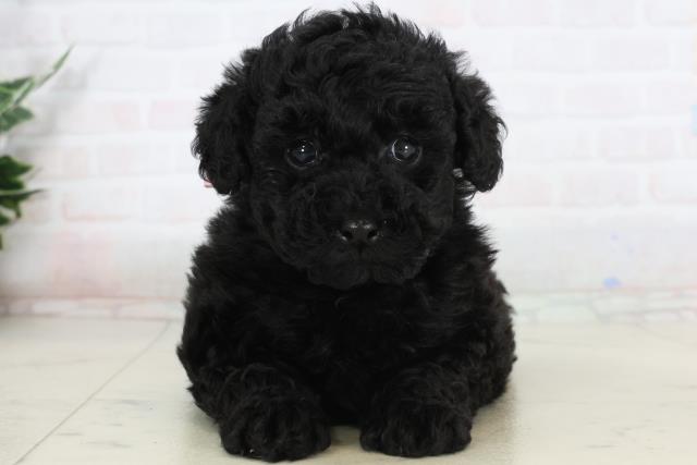 広島県のトイプードル(トイ) (Coo&RIKUゆめタウン大竹店/2026年1月23日生まれ/女の子/ブラック)の子犬
