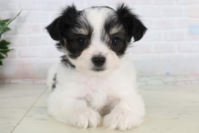 香川県のチワマル/マルチワ(チワワ×マルチーズ) (Coo&RIKU高松上福岡店/2026年1月24日生まれ/女の子/ホワイトブラックタン)の子犬の1枚目の画像