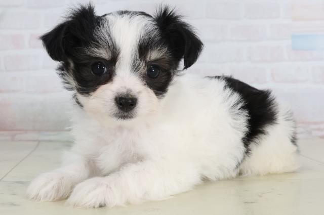 香川県のチワマル/マルチワ(チワワ×マルチーズ) (Coo&RIKU高松上福岡店/2026年1月24日生まれ/女の子/ホワイトブラックタン)の子犬の2枚目の画像