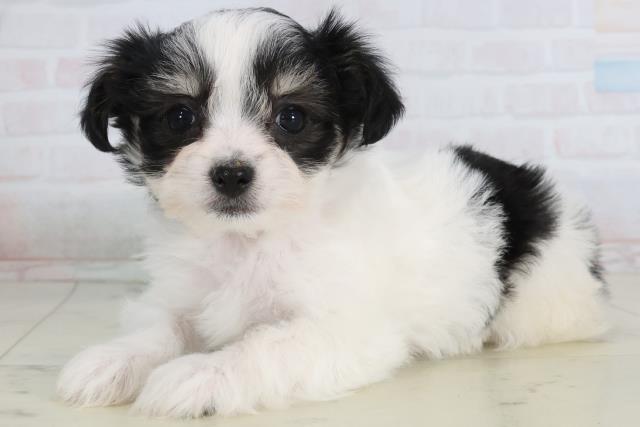 香川県のチワマル/マルチワ(チワワ×マルチーズ) (Coo&RIKU高松上福岡店/2026年1月24日生まれ/女の子/ホワイトブラックタン)の子犬の3枚目の画像