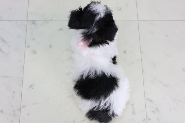 香川県のチワマル/マルチワ(チワワ×マルチーズ) (Coo&RIKU高松上福岡店/2026年1月24日生まれ/女の子/ホワイトブラックタン)の子犬の4枚目の画像