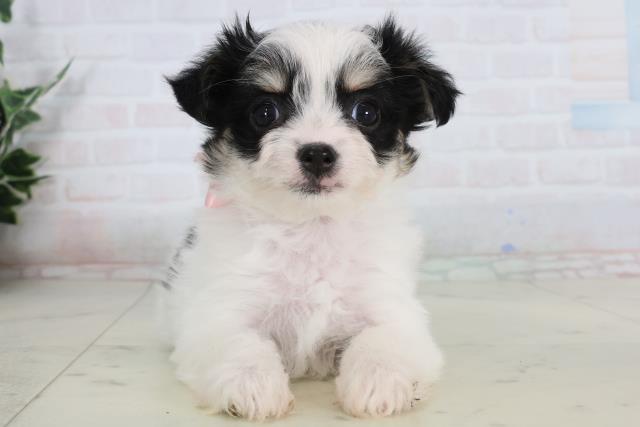 岡山県のチワマル/マルチワ(チワワ×マルチーズ) (Coo&RIKU岡山店/2026年1月24日生まれ/女の子/ホワイトブラックタン)の子犬