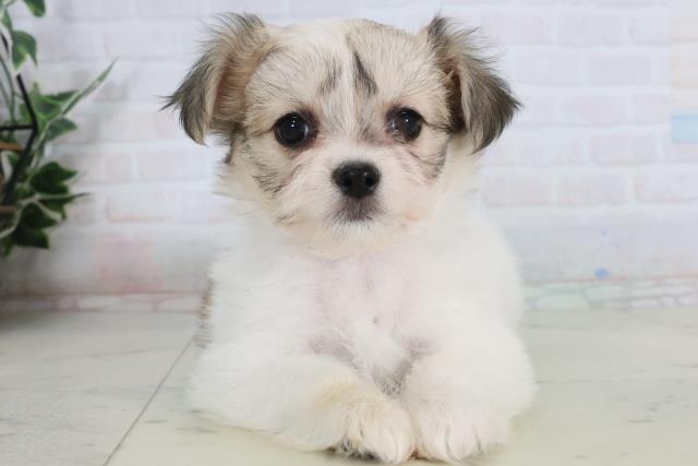 広島県のチワマル/マルチワ(チワワ×マルチーズ) (Coo&RIKU福山店/2026年1月24日生まれ/女の子/ホワイトフォーン)の子犬の1枚目の画像