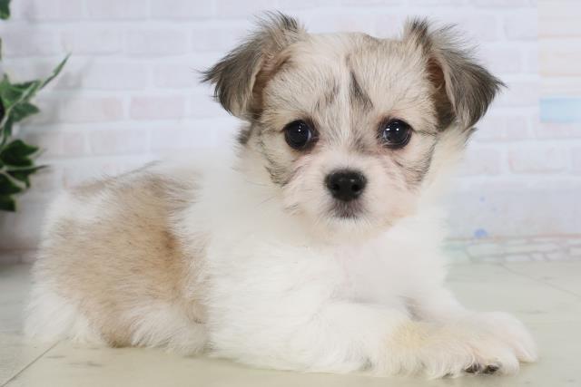 広島県のチワマル/マルチワ(チワワ×マルチーズ) (Coo&RIKU福山店/2026年1月24日生まれ/女の子/ホワイトフォーン)の子犬の2枚目の画像