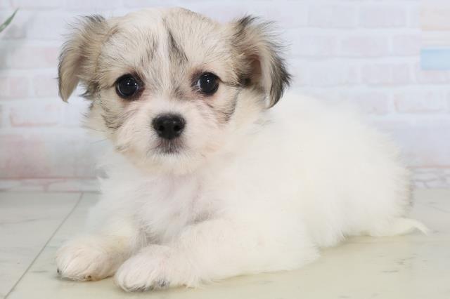 広島県のチワマル/マルチワ(チワワ×マルチーズ) (Coo&RIKU福山店/2026年1月24日生まれ/女の子/ホワイトフォーン)の子犬の3枚目の画像