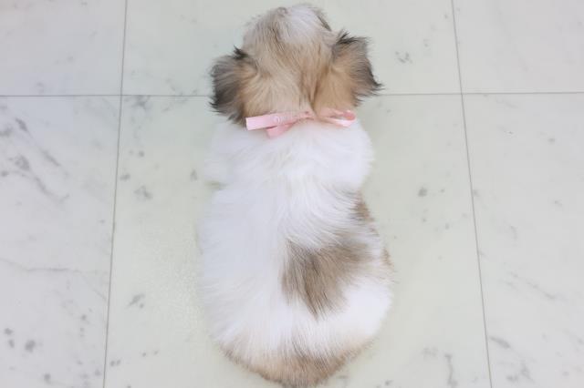 広島県のチワマル/マルチワ(チワワ×マルチーズ) (Coo&RIKU福山店/2026年1月24日生まれ/女の子/ホワイトフォーン)の子犬の4枚目の画像