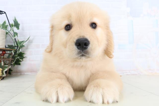 ゴールデン・レトリバー