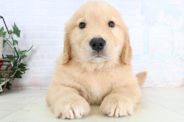 岡山県のゴールデンレトリバー (Coo&RIKU岡山店/2026年1月25日生まれ/男の子/ゴールデン)の子犬の1枚目の画像