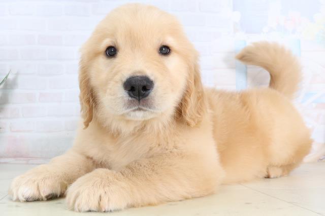 岡山県のゴールデンレトリバー (Coo&RIKU岡山店/2026年1月25日生まれ/男の子/ゴールデン)の子犬の3枚目の画像