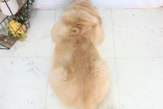 岡山県のゴールデンレトリバー (Coo&RIKU岡山店/2026年1月25日生まれ/男の子/ゴールデン)の子犬の4枚目の画像