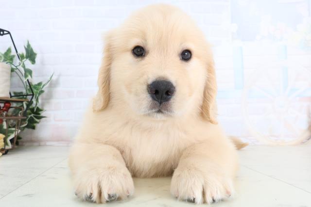 佐賀県のゴールデンレトリバー (Coo&RIKU佐賀神埼店/2026年1月25日生まれ/男の子/ゴールデン)の子犬の1枚目の画像