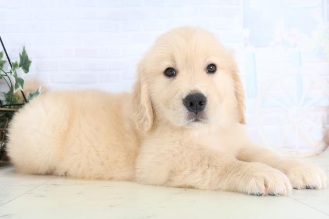 佐賀県のゴールデンレトリバー (Coo&RIKU佐賀神埼店/2026年1月25日生まれ/男の子/ゴールデン)の子犬の2枚目の画像