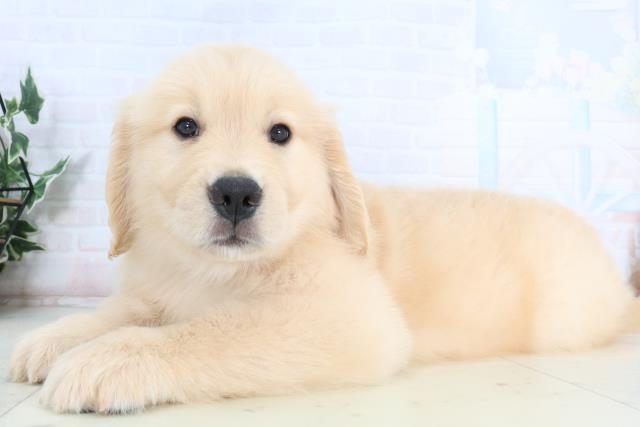 佐賀県のゴールデンレトリバー (Coo&RIKU佐賀神埼店/2026年1月25日生まれ/男の子/ゴールデン)の子犬の3枚目の画像