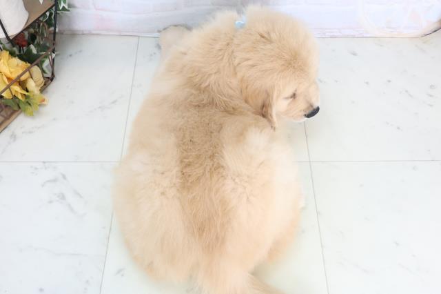 佐賀県のゴールデンレトリバー (Coo&RIKU佐賀神埼店/2026年1月25日生まれ/男の子/ゴールデン)の子犬の4枚目の画像