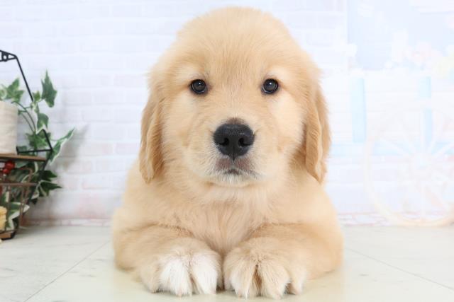 福岡県のゴールデンレトリバー (Coo&RIKUゆめタウン飯塚店/2026年1月25日生まれ/女の子/ゴールデン)の子犬の1枚目の画像