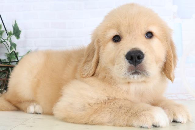 福岡県のゴールデンレトリバー (Coo&RIKUゆめタウン飯塚店/2026年1月25日生まれ/女の子/ゴールデン)の子犬の2枚目の画像