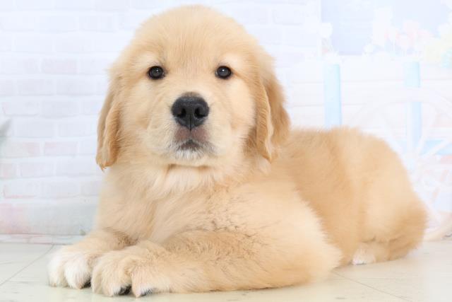 福岡県のゴールデンレトリバー (Coo&RIKUゆめタウン飯塚店/2026年1月25日生まれ/女の子/ゴールデン)の子犬の3枚目の画像