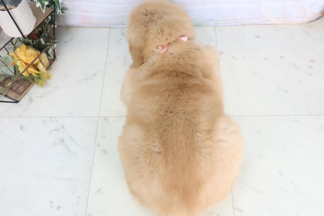 福岡県のゴールデンレトリバー (Coo&RIKUゆめタウン飯塚店/2026年1月25日生まれ/女の子/ゴールデン)の子犬の4枚目の画像