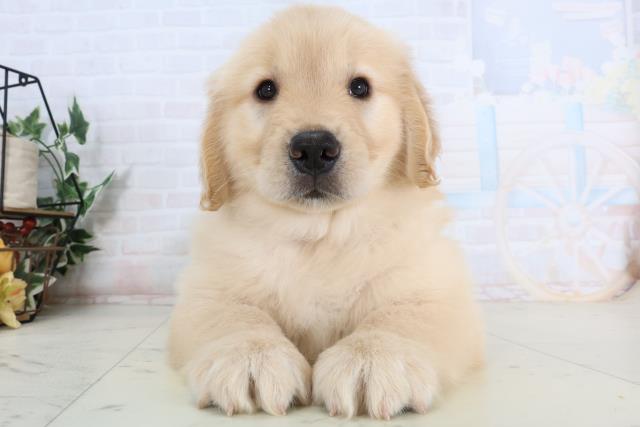 ゴールデン・レトリバー